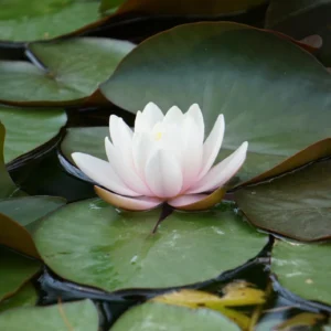 Natural Pain Relief